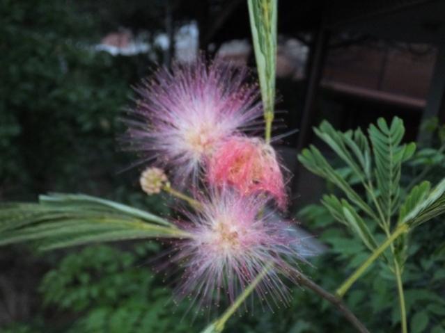 Name:  DSCF9199.jpg
Views: 249
Size:  33.7 KB