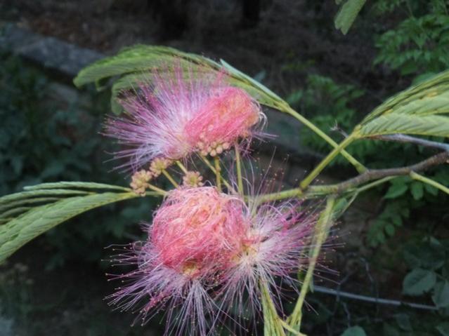 Name:  DSCF9200.jpg
Views: 234
Size:  43.8 KB