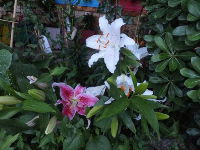 Name:  DSCF9201.jpg
Views: 244
Size:  50.7 KB
