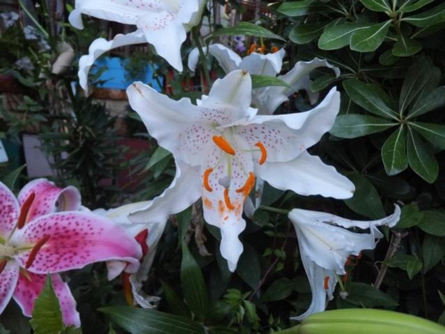 Name:  DSCF9202.jpg
Views: 267
Size:  48.1 KB