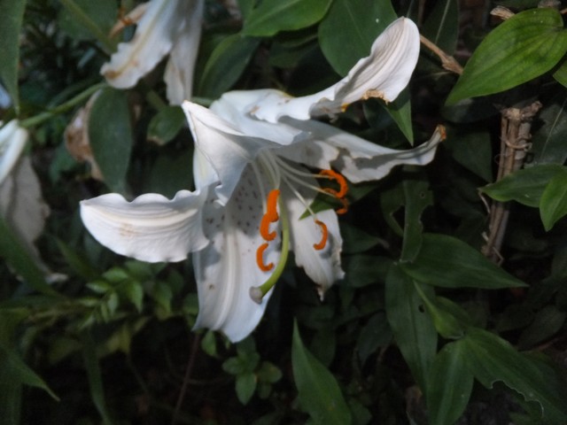 Name:  DSCF9203.jpg
Views: 251
Size:  68.2 KB