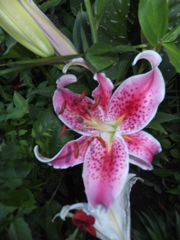 Name:  DSCF9206.jpg
Views: 274
Size:  54.1 KB