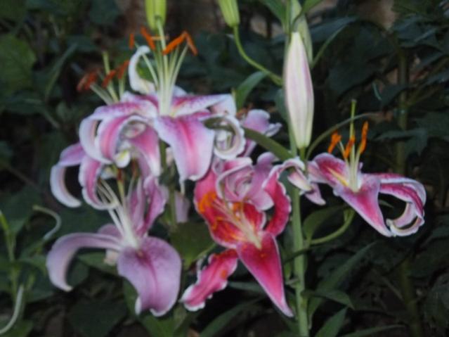 Name:  DSCF9207.jpg
Views: 261
Size:  35.9 KB