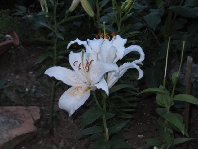 Name:  DSCF9208.jpg
Views: 251
Size:  35.0 KB