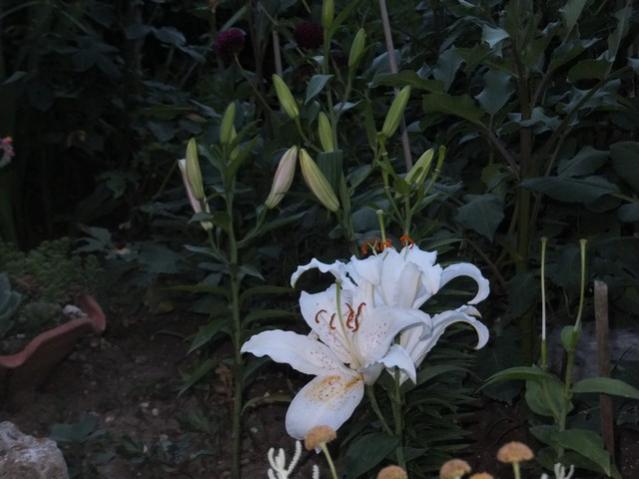 Name:  DSCF9210.jpg
Views: 261
Size:  38.3 KB