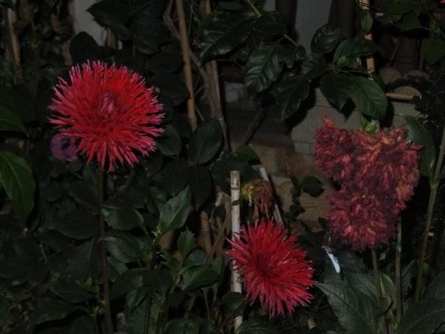 Name:  DSCF9220.jpg
Views: 257
Size:  36.0 KB