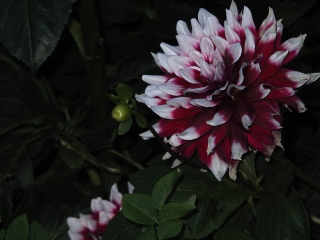 Name:  DSCF9222.jpg
Views: 254
Size:  67.5 KB
