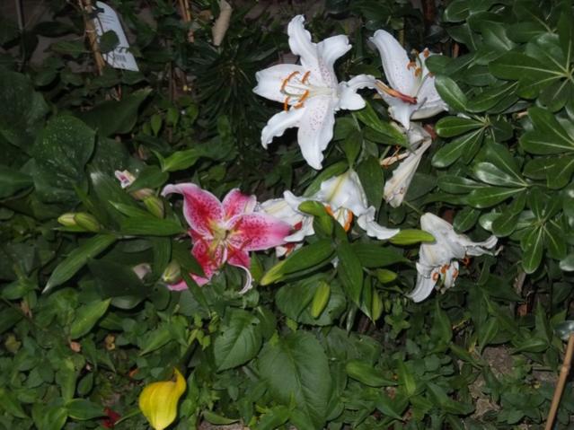 Name:  DSCF9223.jpg
Views: 242
Size:  53.8 KB