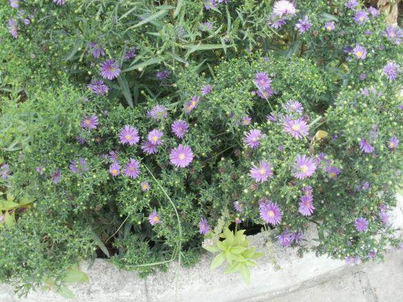 Name:  P1010124a.jpg
Views: 476
Size:  71.9 KB