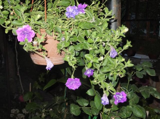Name:  DSCF9226.jpg
Views: 246
Size:  57.6 KB