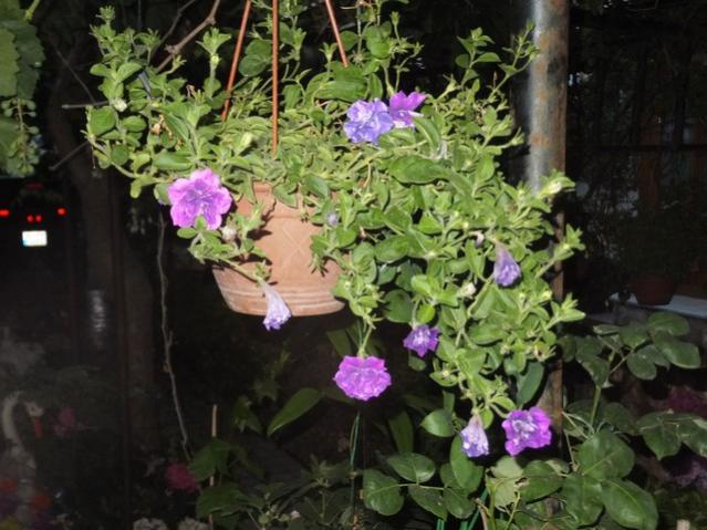 Name:  DSCF9230.jpg
Views: 278
Size:  53.4 KB