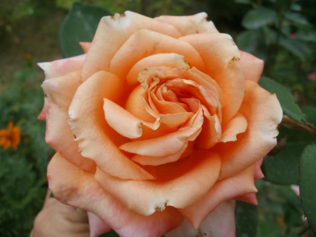 Name:  P1010140a.jpg
Views: 907
Size:  32.1 KB
