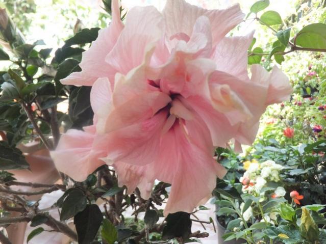 Name:  DSCF9244.jpg
Views: 313
Size:  51.5 KB