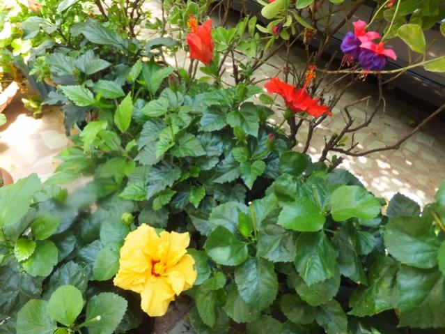 Name:  DSCF9247.jpg
Views: 250
Size:  62.6 KB