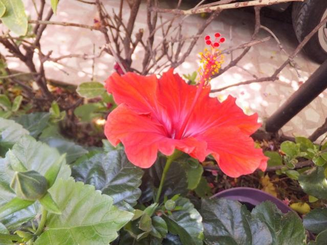 Name:  DSCF9250.jpg
Views: 216
Size:  50.4 KB