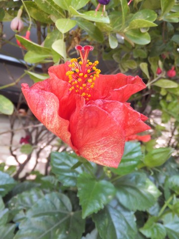 Name:  DSCF9251.jpg
Views: 199
Size:  59.7 KB