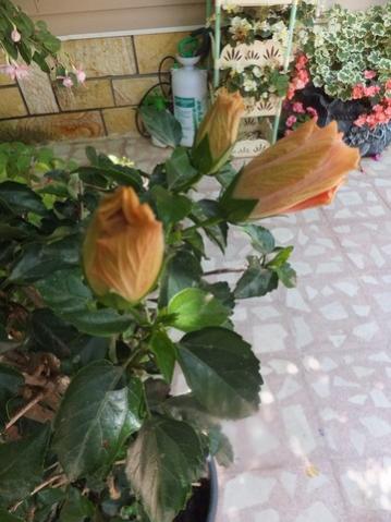 Name:  DSCF9255.jpg
Views: 203
Size:  32.3 KB