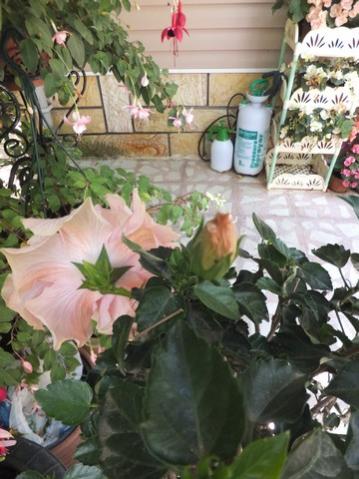 Name:  DSCF9256.jpg
Views: 200
Size:  36.1 KB