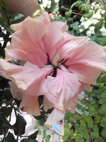 Name:  DSCF9257.jpg
Views: 205
Size:  60.3 KB