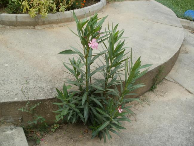 Name:  P1010153a.jpg
Views: 466
Size:  53.8 KB