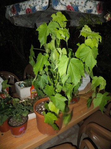 Name:  DSCF9263.jpg
Views: 207
Size:  68.0 KB