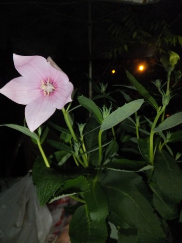 Name:  DSCF9268.jpg
Views: 204
Size:  45.1 KB