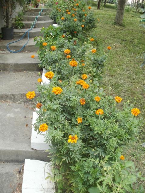 Name:  P1010148a.jpg
Views: 448
Size:  73.7 KB