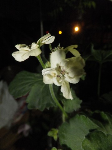 Name:  DSCF9269.jpg
Views: 196
Size:  37.4 KB