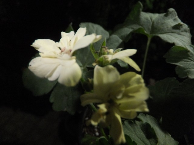 Name:  DSCF9270.jpg
Views: 210
Size:  55.1 KB