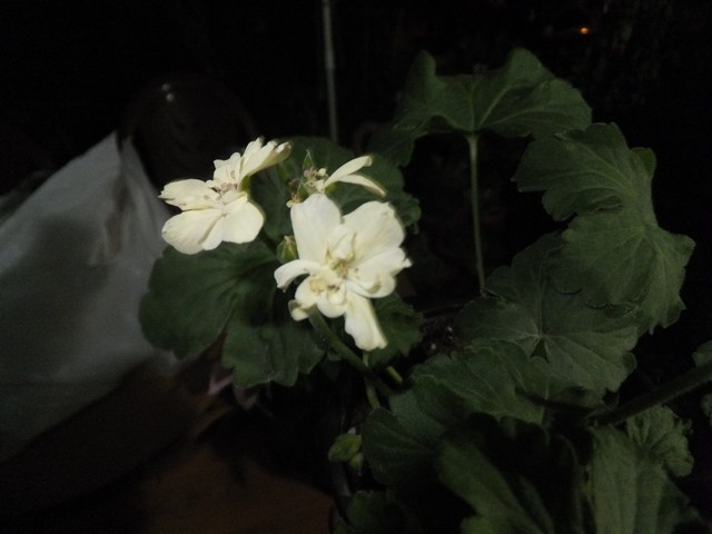 Name:  DSCF9272.jpg
Views: 210
Size:  55.9 KB