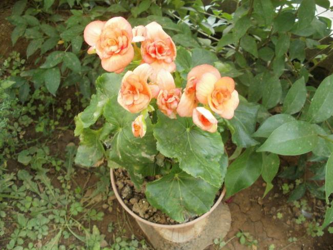 Name:  P1010159a.jpg
Views: 429
Size:  56.8 KB
