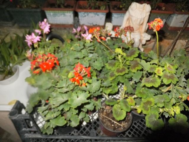 Name:  DSCF9274.jpg
Views: 207
Size:  52.0 KB