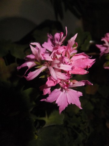 Name:  DSCF9275.jpg
Views: 199
Size:  42.4 KB