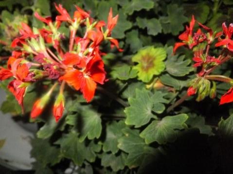 Name:  DSCF9277.jpg
Views: 208
Size:  28.9 KB