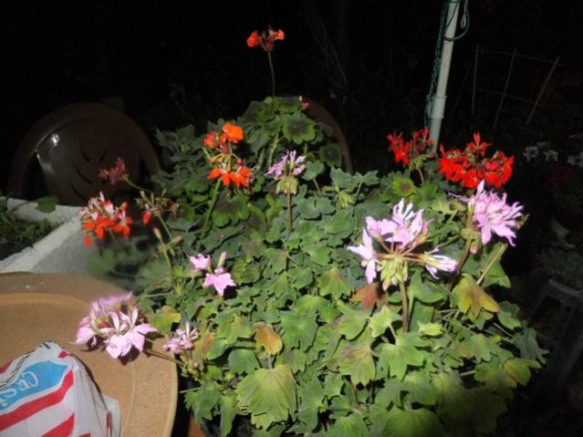 Name:  DSCF9279.jpg
Views: 206
Size:  47.3 KB