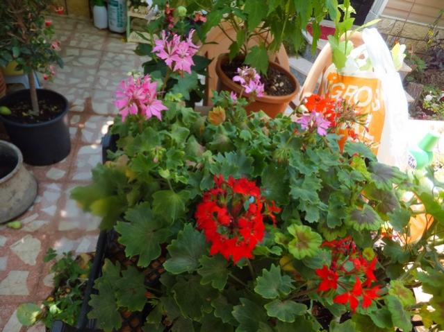 Name:  DSCF9308.jpg
Views: 199
Size:  57.8 KB