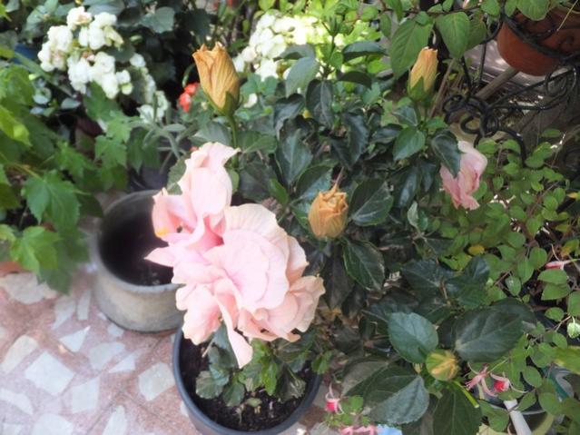Name:  DSCF9317.jpg
Views: 333
Size:  55.9 KB