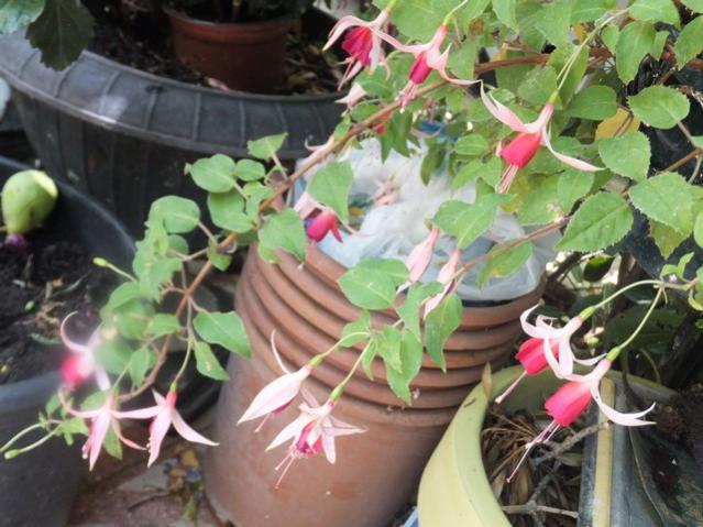 Name:  DSCF9325.jpg
Views: 354
Size:  53.3 KB