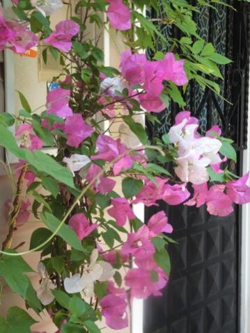 Name:  DSCF9332.jpg
Views: 340
Size:  36.4 KB