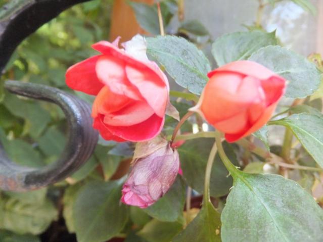 Name:  DSCF9340.jpg
Views: 336
Size:  36.3 KB