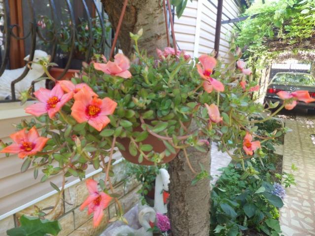 Name:  DSCF9360.jpg
Views: 294
Size:  63.1 KB