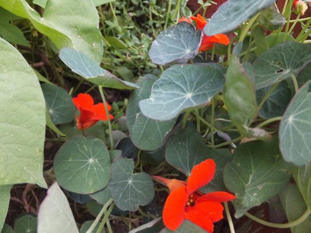 Name:  DSCF9381.jpg
Views: 313
Size:  48.3 KB