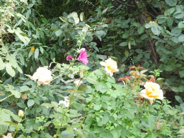 Name:  DSCF9387.jpg
Views: 339
Size:  71.3 KB
