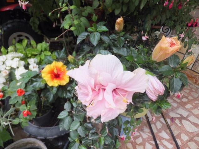 Name:  DSCF9402.jpg
Views: 287
Size:  52.7 KB