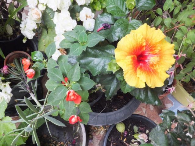 Name:  DSCF9403.jpg
Views: 282
Size:  60.2 KB