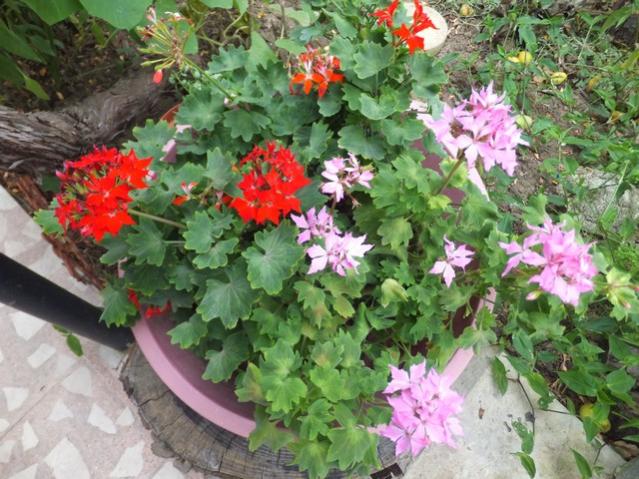 Name:  DSCF9422.jpg
Views: 271
Size:  67.3 KB