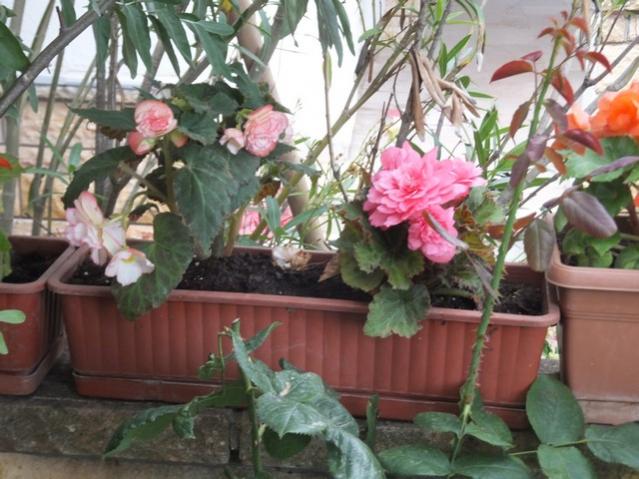 Name:  DSCF9425.jpg
Views: 297
Size:  54.9 KB