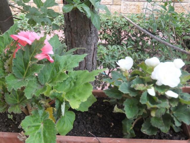 Name:  DSCF9432.jpg
Views: 312
Size:  61.5 KB