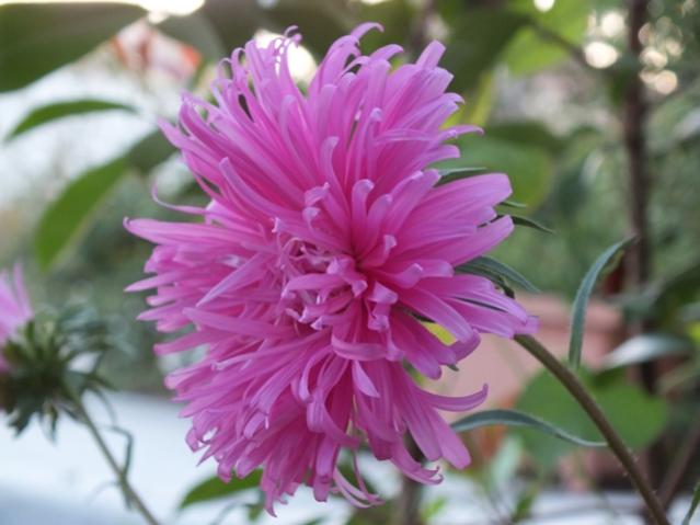 Name:  DSCF2283.jpg
Views: 450
Size:  37.7 KB