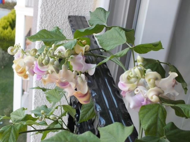 Name:  DSCF2302.jpg
Views: 921
Size:  45.1 KB